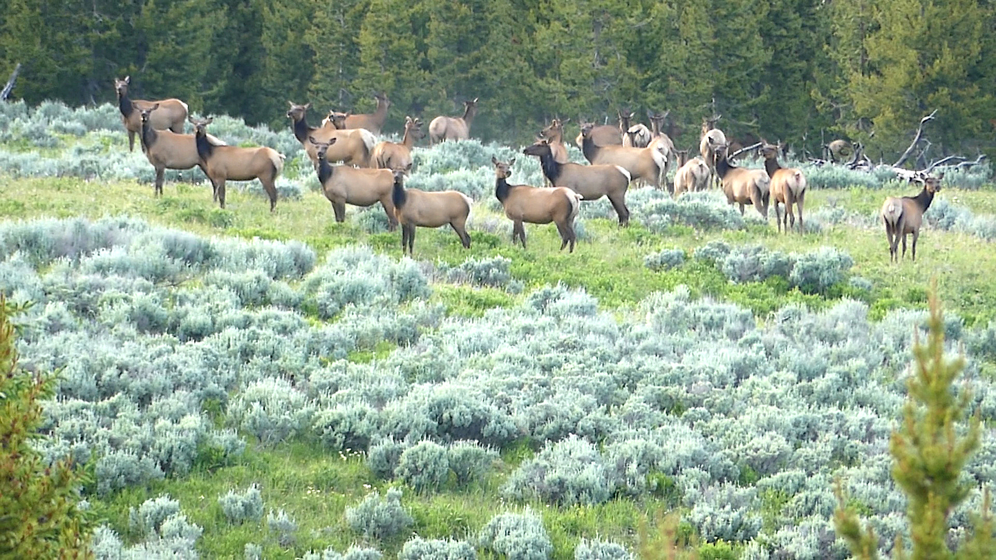 Estados Unidos: Expedición Parque Nacional Yellowstone