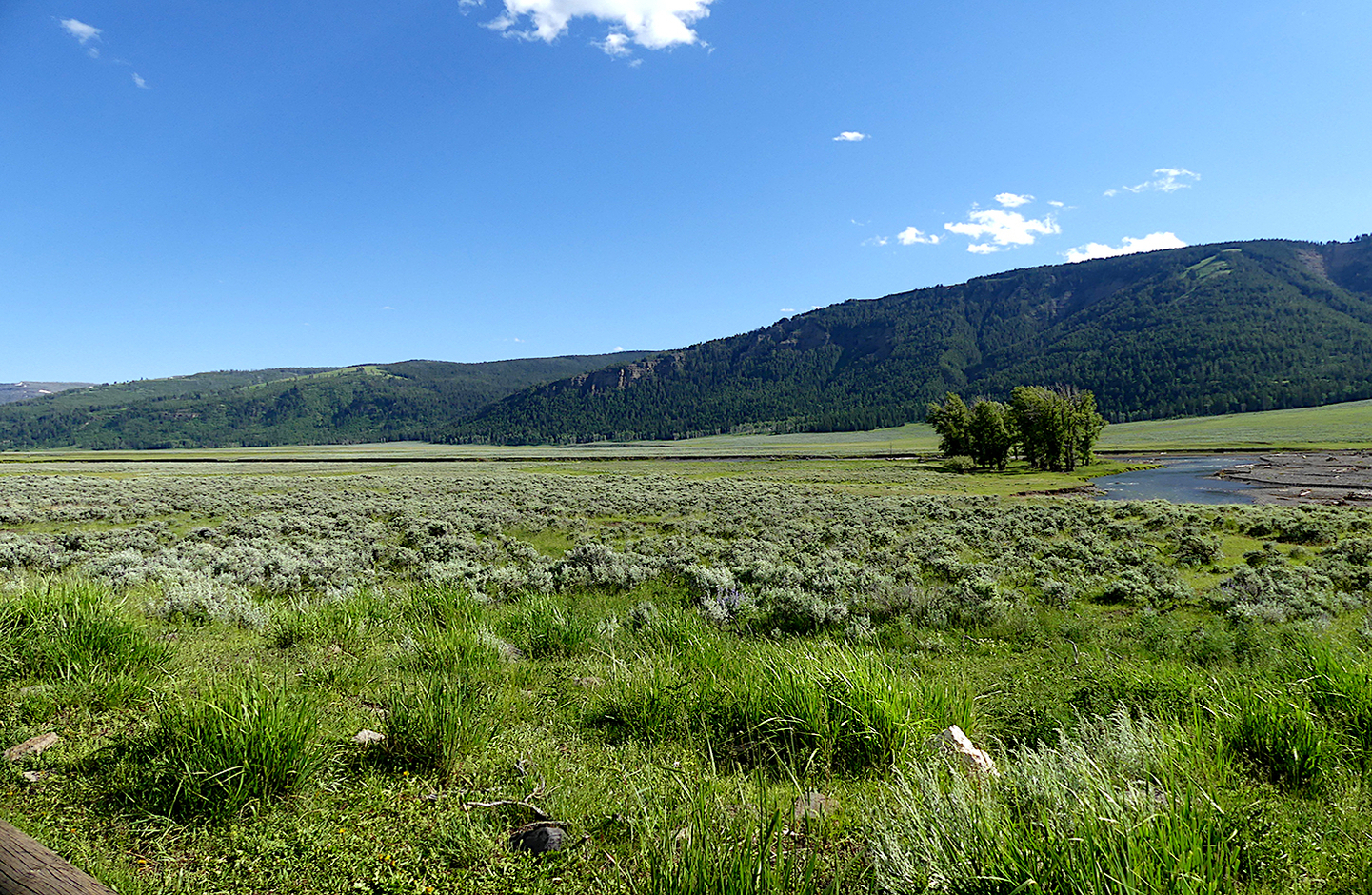 Estados Unidos: Expedición Parque Nacional Yellowstone