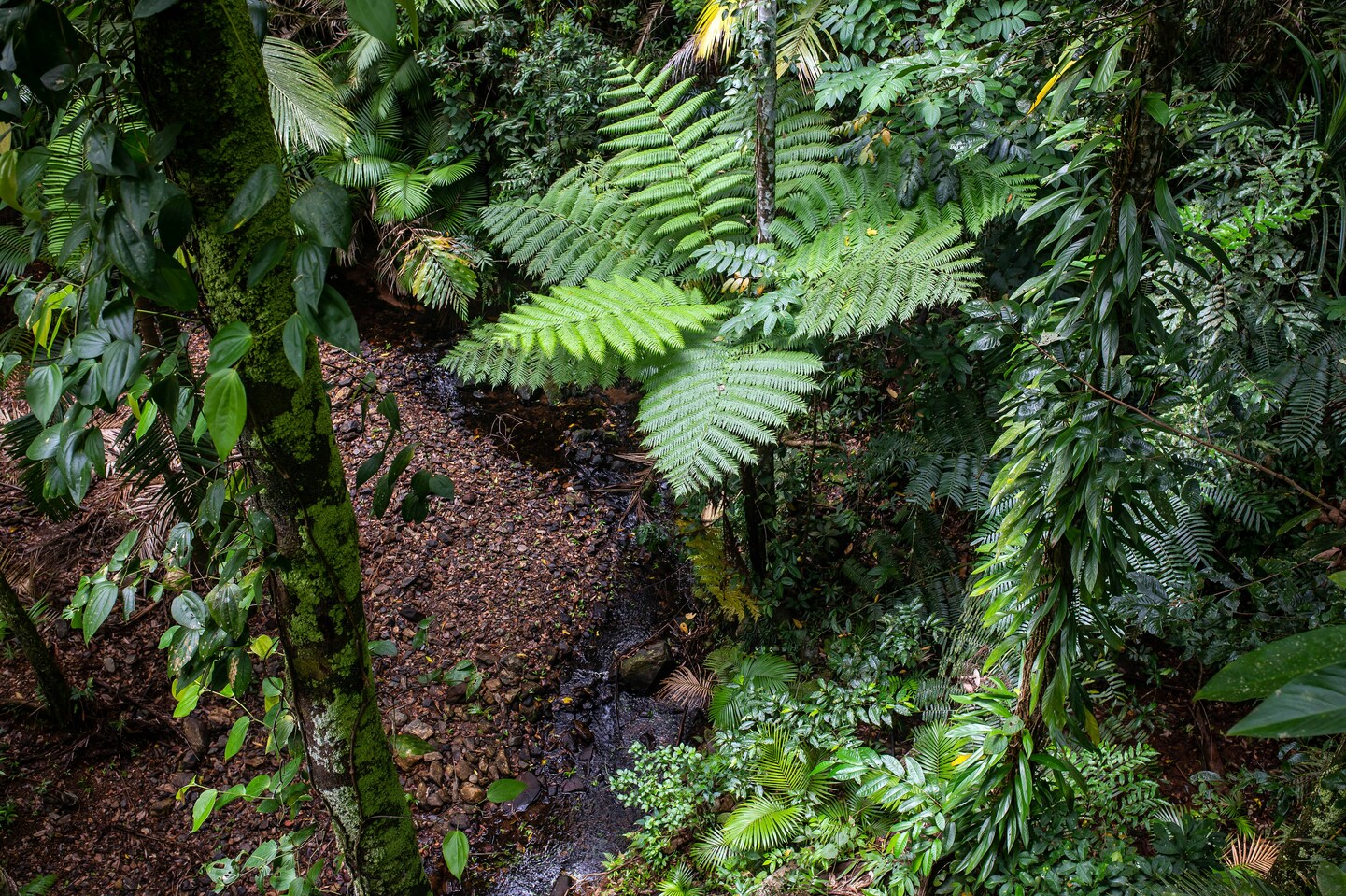 El país de los Aussies