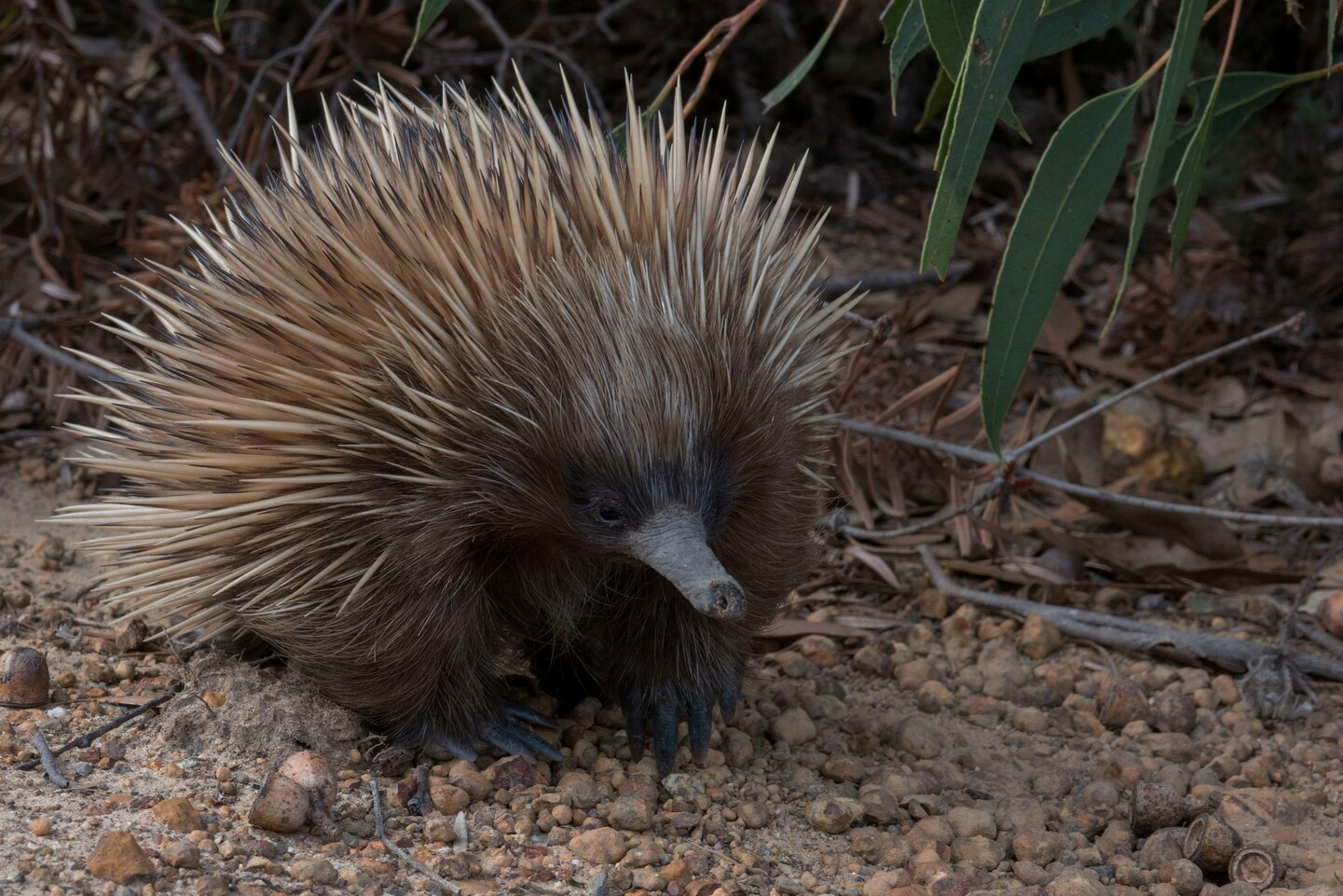 El país de los Aussies