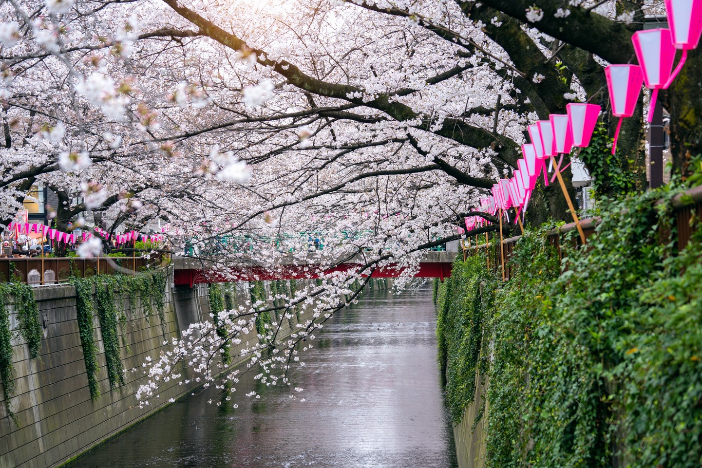 JAPÓN: Hanami y los Alpes Japoneses