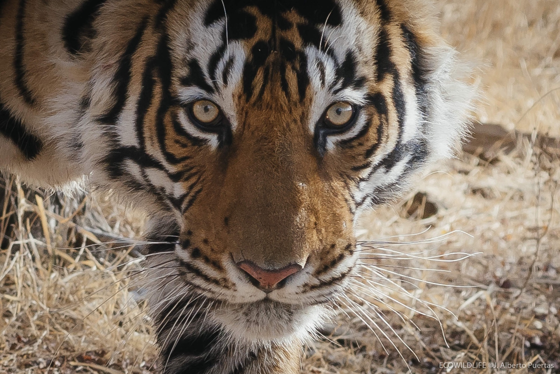 India Wild Cats